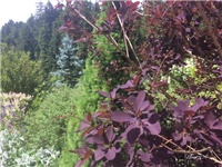 03853650-20170604 VV cotinus.jpg